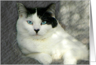 Purr Texture card