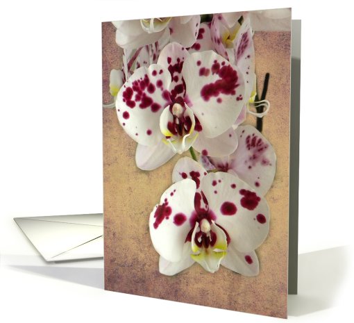 Fresh Orchid Beauty card (588941)