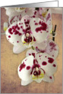 Fresh Orchid Beauty card