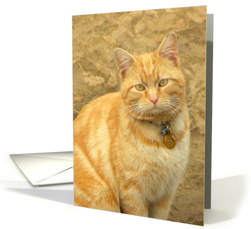 Cuddly Tabby Cat card (593033)