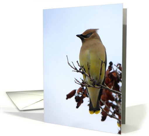 Wonderful Waxwing card (597580)