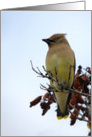 Wonderful Waxwing card