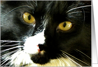 Golden Eye Kitty card