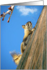 Cute Climbing Squirrel card