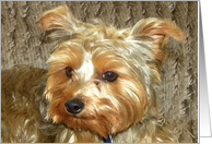 Adorable Yorkshire Terrier card