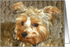 Adorable Yorkshire Terrier card