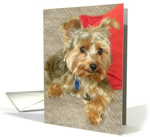 Yorkie Smile card (603316)