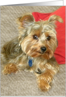 Yorkie Smile card