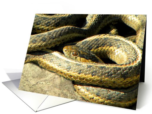 Basking Snakes card (603332)