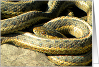 Basking Snakes card