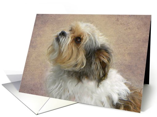 Adorable Shih Tzu Mix Doggie card (607911)