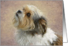 Adorable Shih Tzu Mix Doggie card