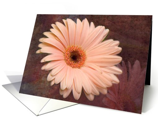 Pink Velvet Petals card (609559)