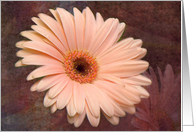 Pink Velvet Petals card