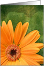 Springy Orange Daisy card