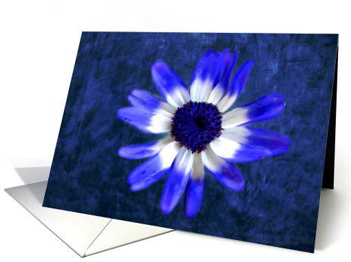 Blue Senetti Flower card (610807)