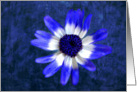 Blue Senetti Flower card