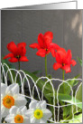 Garden Gifts, Tulips & Daffodils card