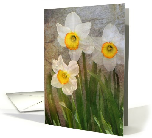Time Worn Floral, white Daffodils card (613876)