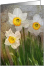 Time Worn Floral, white Daffodils card