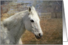 White Horse Dreams card