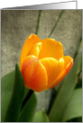 Orange Gold Tulip card