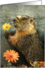 Flower From A Marmot card