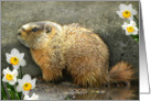 Adorable Spring Marmot card