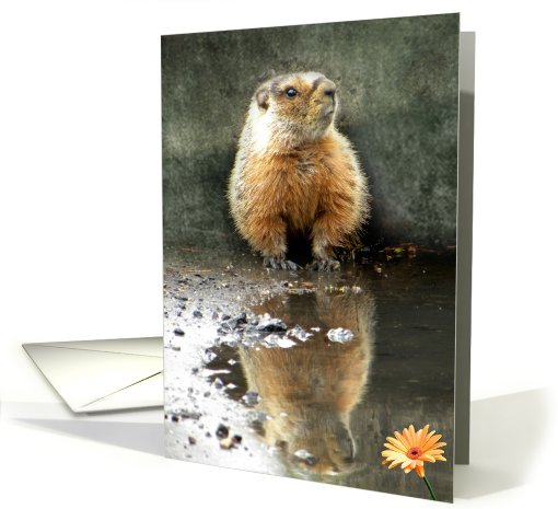 Marmot Reflection card (615781)