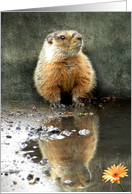 Marmot Reflection card