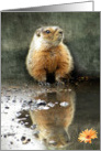 Marmot Reflection card