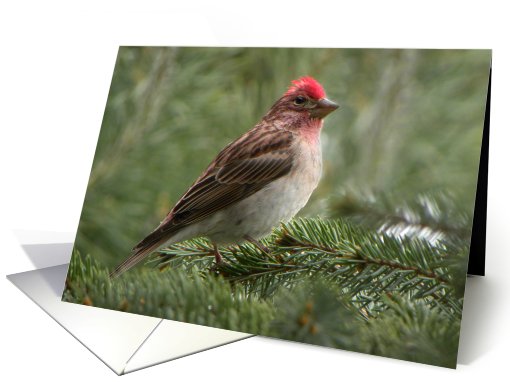 Cassin's Finch card (615788)