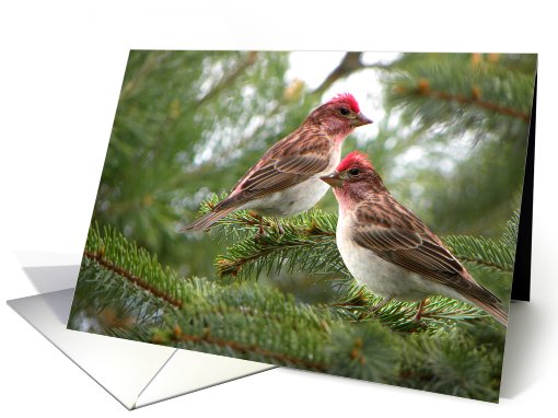 Two Cassin's Finches on pine bough card (616343)