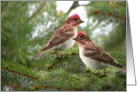 Two Cassin’s Finches on pine bough card