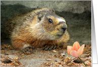 Marmot Smile card