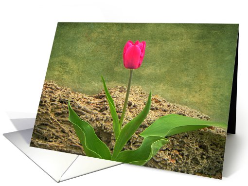 Solitary Pink Tulip card (623610)