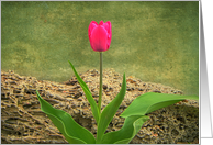 Solitary Pink Tulip card