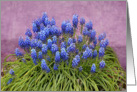 Gorgeous Grape Hyacinths card