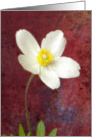 Single White Anemone card