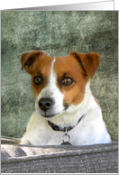 Jack Russell Portrait card