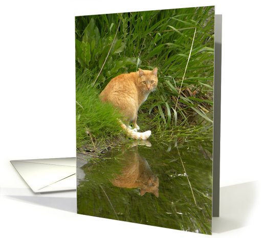 Cat Reflection card (631090)