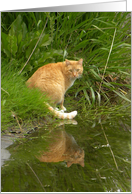 Cat Reflection card