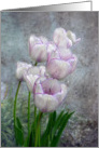 Purple and White Tulips card