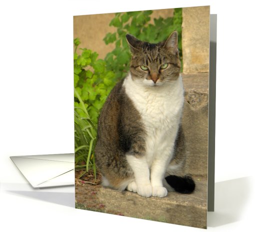 Cat on the Garden Step card (631092)