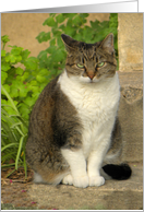 Cat on the Garden Step card