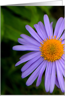 Soft Purple Aster card