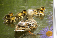 Adorable Duck Babies