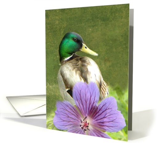 Beautiful Mallard Duck card (647199)