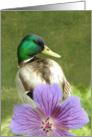 Beautiful Mallard Duck card