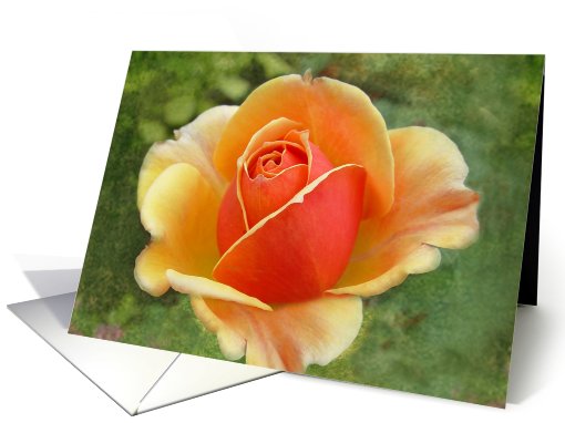 Tropical Twister Rose card (652763)